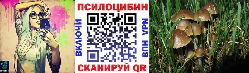 Галлюциногенные грибы Psilocybe  цена наркотик  OMG онион  Сураж 